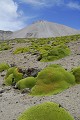 Llareta (Azorella compacta) (5250 m d'altitude) Région de Putre - nord Chili 
 Llareta (Azorella compacta) (5250 m d'altitude) Région de Putre - nord Chili  