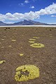 Llareta jaunes (Azorella compacta) Salar de Surire - nord Chili 
 Llareta jaunes (Azorella compacta) Salar de Surire - nord Chili  