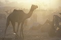 Marché aux chameaux de Pushkar, Rajasthan 
 Marché aux chameaux de Pushkar 
 Rajasthan  