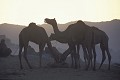 Marché aux chameaux de Pushkar, Rajasthan 
 Marché aux chameaux de Pushkar 
 Rajasthan  