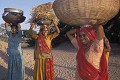 Paysannes dans le désert du Thar, Rajasthan, Inde 
 Paysannes dans le désert du Thar 
 Rajasthan 
 Inde  
