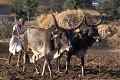 Travaux des champs, labourage, Rajasthan, Inde 
 Travaux des champs 
 labourage 
 Rajasthan 
 Inde  