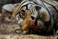 Tigre du Bengale (Panthera tigris) - Ranthambhore, Rajasthan - Inde 
 Tigre du Bengale (Panthera tigris) - Ranthambhore 
 Rajasthan - Inde  