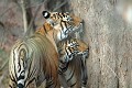 Tigre du Bengale (Panthera tigris) - Ranthambhore, Rajasthan - Inde 
 Tigre du Bengale (Panthera tigris) - Ranthambhore 
 Rajasthan - Inde  