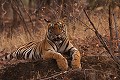 Tigre du Bengale (Panthera tigris) - Bandhavgarh; Madhya Pradesh - Inde 
 Tigre du Bengale (Panthera tigris) - Bandhavgarh 
 Madhya Pradesh - Inde  