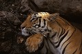 Tigre du Bengale (Panthera tigris) - Bandhavgarh; Madhya Pradesh - Inde 
 Tigre du Bengale (Panthera tigris) - Bandhavgarh 
 Madhya Pradesh - Inde  