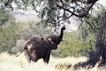 Eléphants du désert ( Loxodonta africana) - Vallée de l'Ugab - Namibie 
 Eléphants du désert 
 - Vallée de l'Ugab - Namibie  