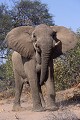 Eléphants du désert ( Loxodonta africana) - Hoanib - Namibie 
 Eléphants du désert - Hoanib - Namibie  