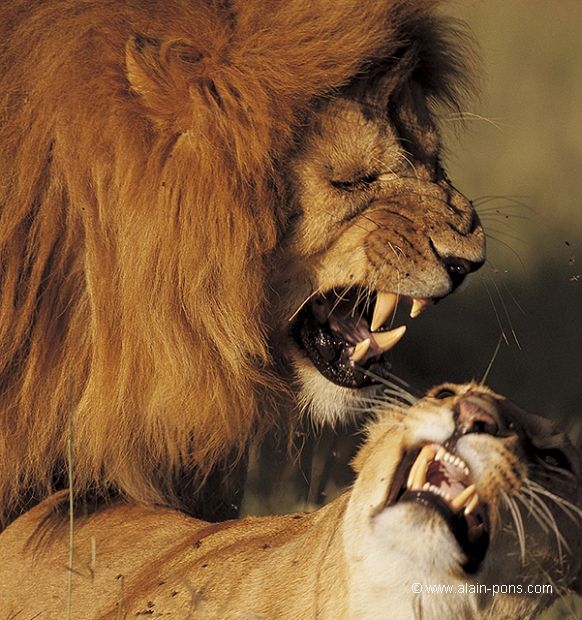 
 Lion et lionne accouplement (Panthera leo) - Masa Mara - Kenya 
 flins 
 fauves 
 prdateurs 
 carnassiers  © Alain Pons