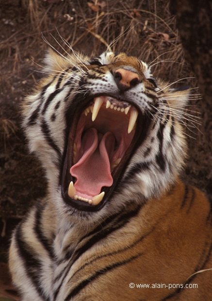 Tigre du Bengal (Panthera tigris)